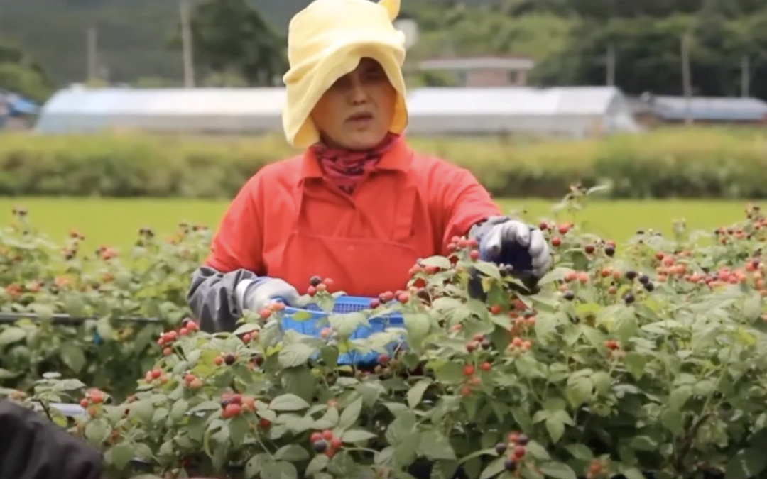 What Is Bokbunja / Korean Black Raspberry?